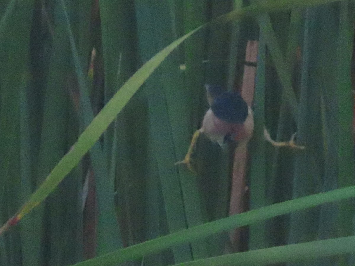 Least Bittern - ML641142441
