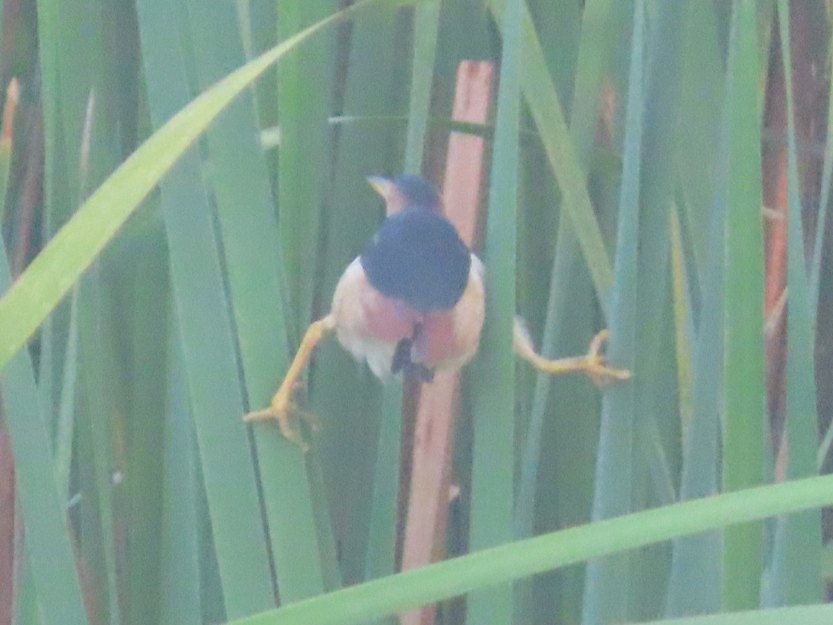 Least Bittern - ML641142442