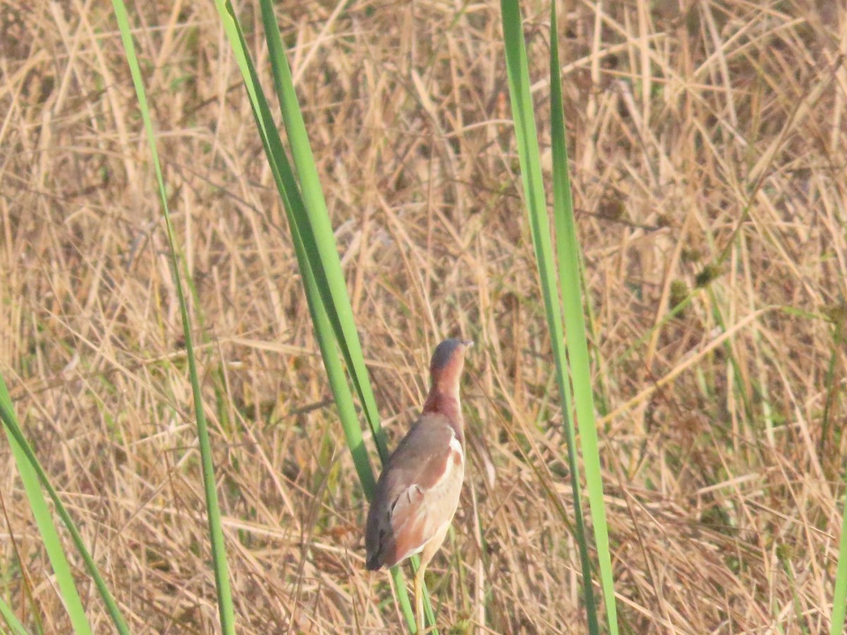 Least Bittern - ML641142443