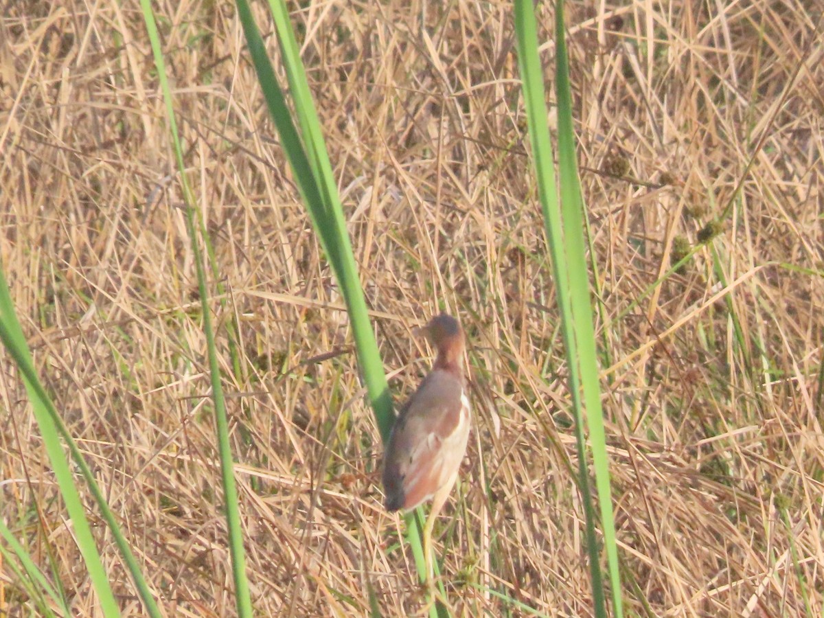 Least Bittern - ML641142444