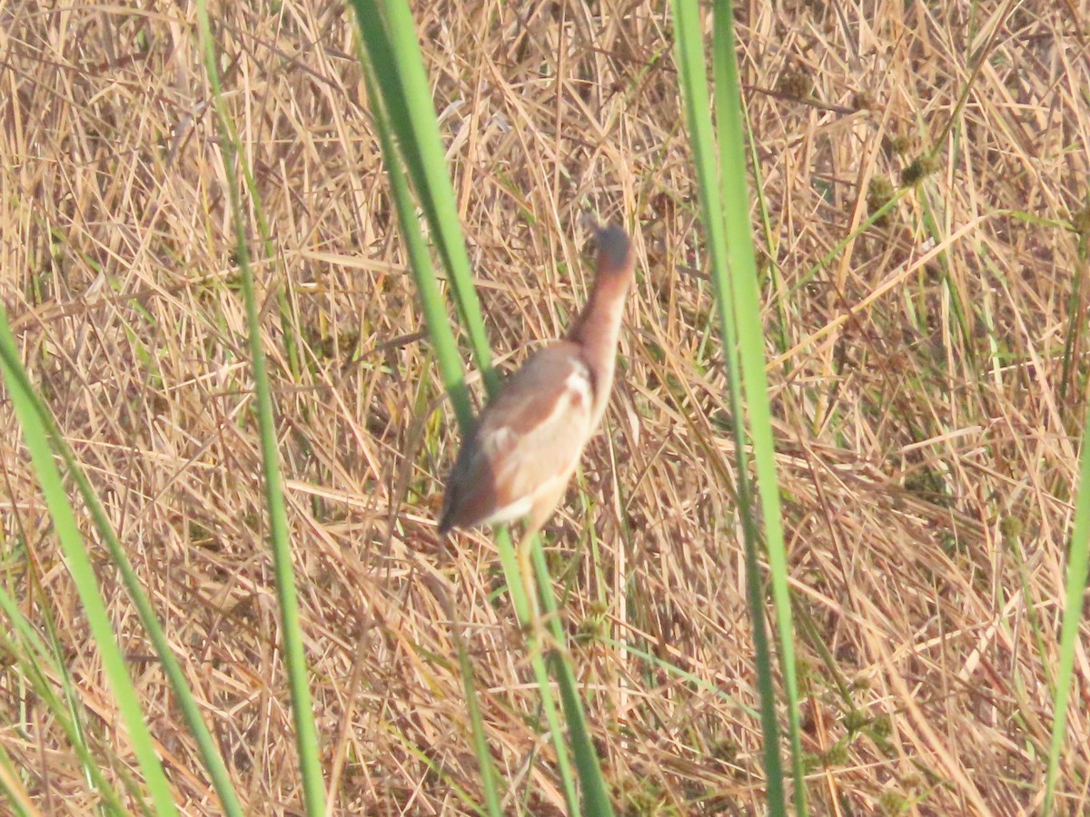 Least Bittern - ML641142445