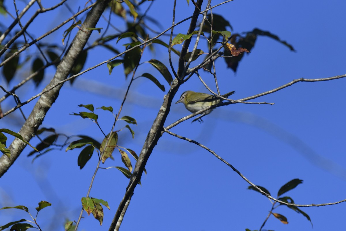 Red-eyed Vireo - ML641142471