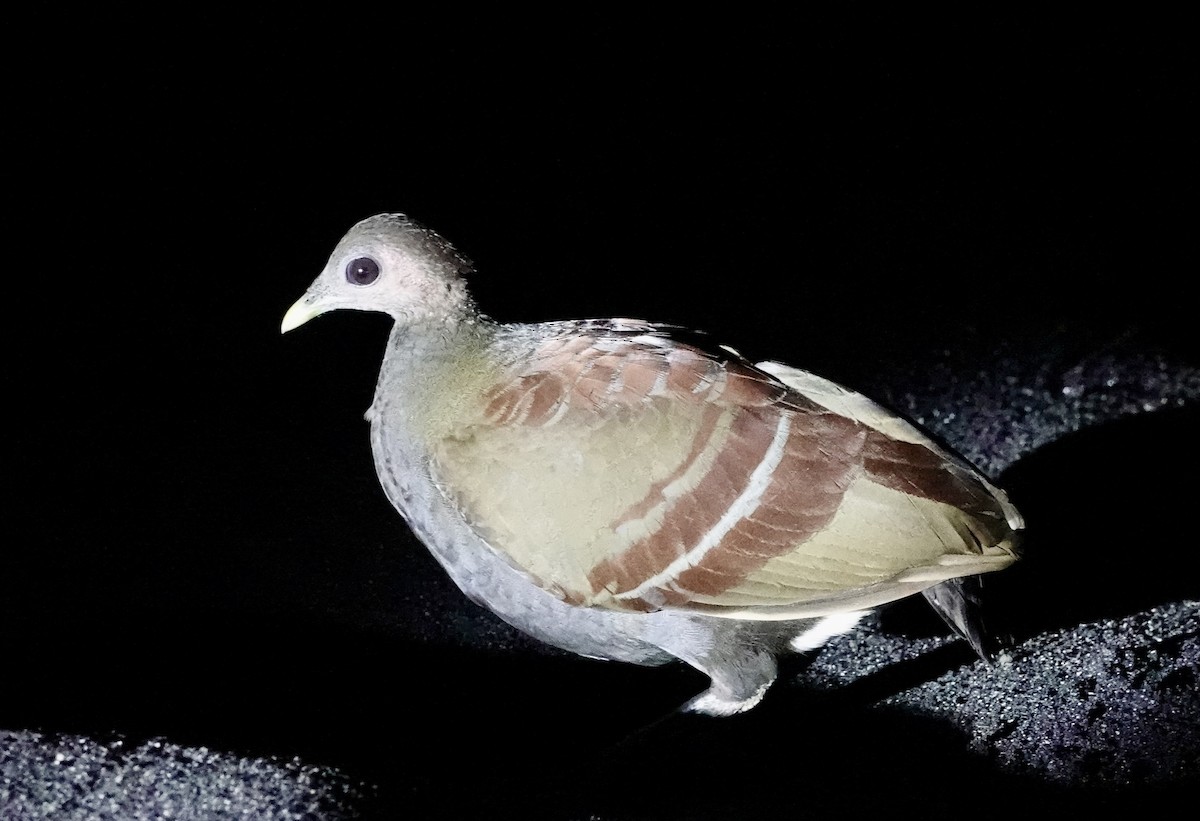Moluccan Megapode - ML641142472