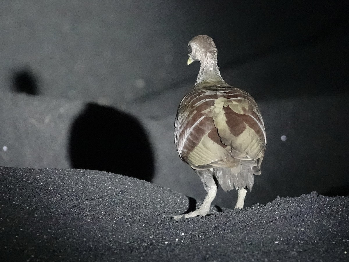 Moluccan Megapode - ML641142473