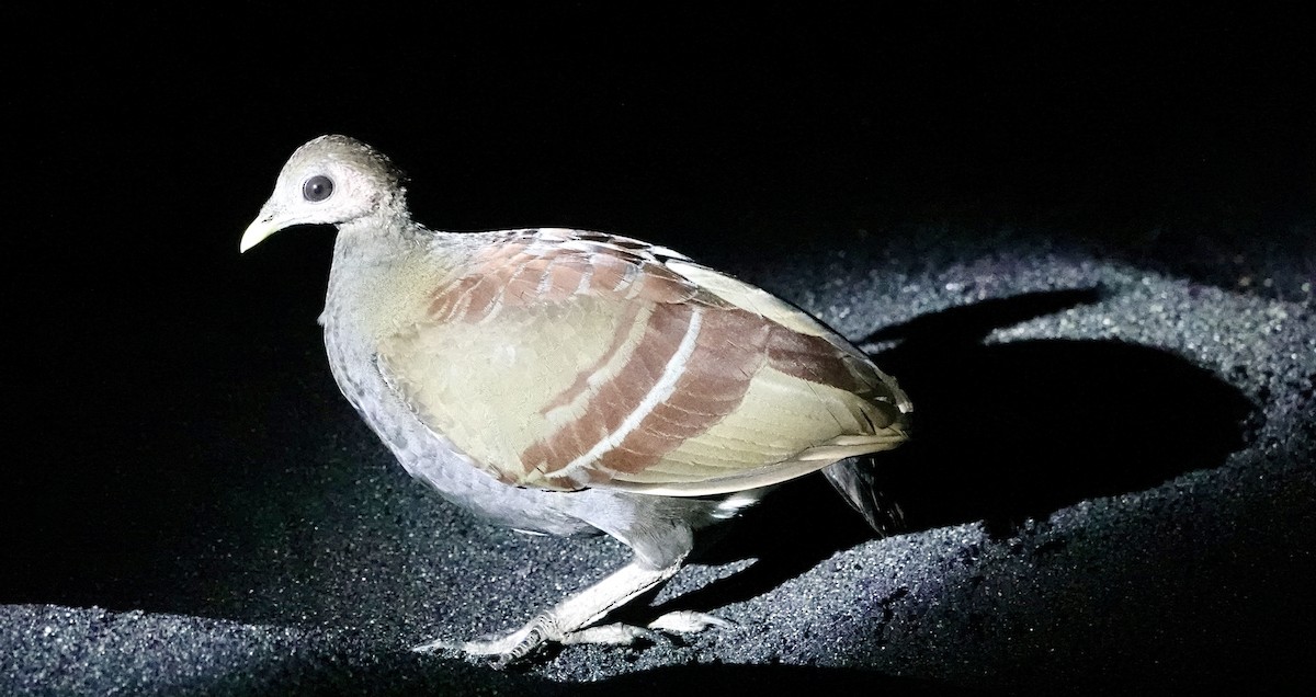 Moluccan Megapode - ML641142474