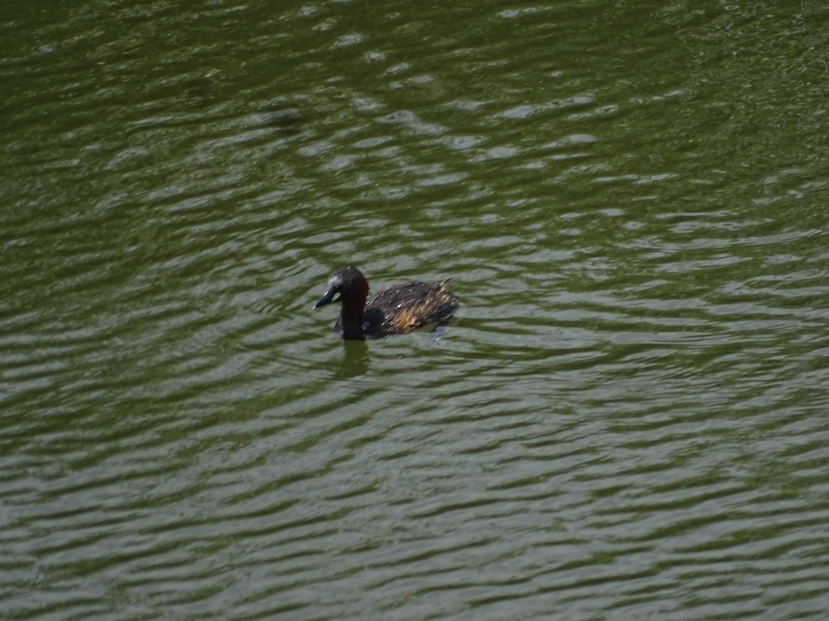 Little Grebe - ML641142477