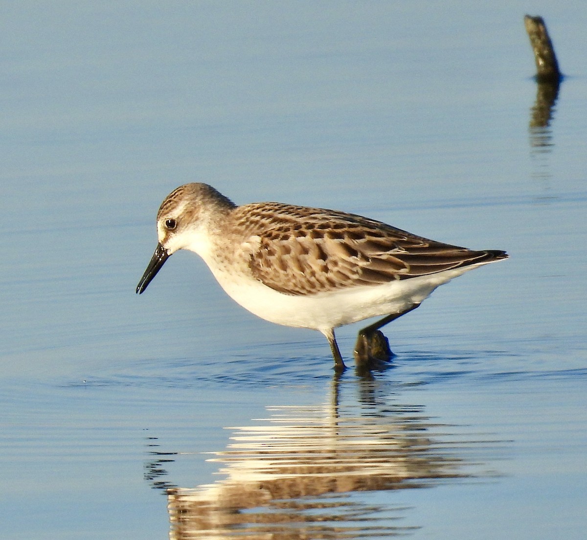 Semipalmated Sandpiper - ML641142484