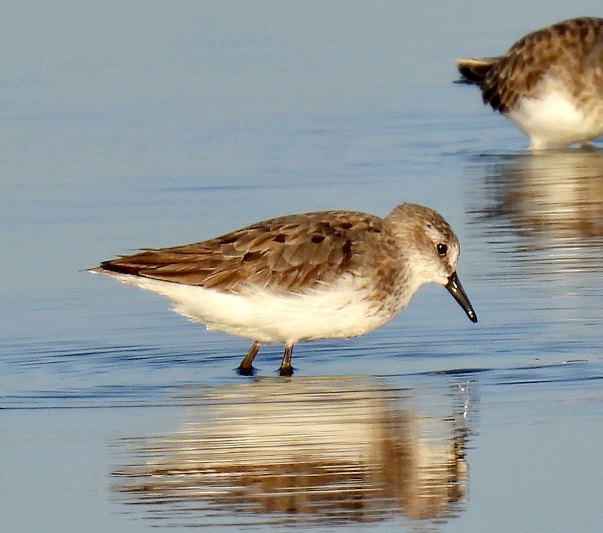Semipalmated Sandpiper - ML641142485
