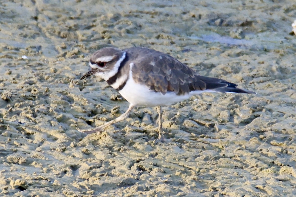 Killdeer - ML641142486