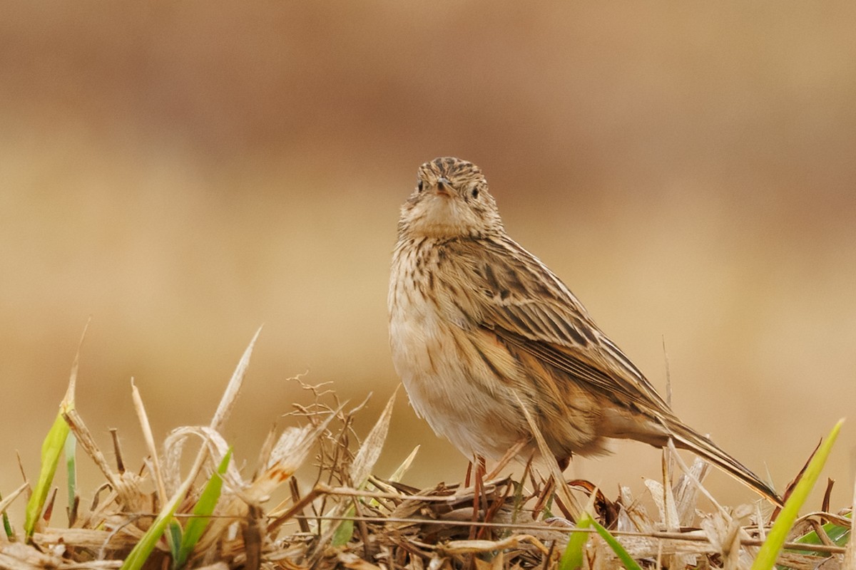 Pipit de Hellmayr - ML641142489