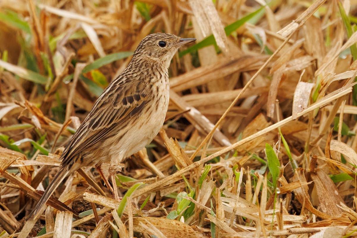 Pipit de Hellmayr - ML641142490