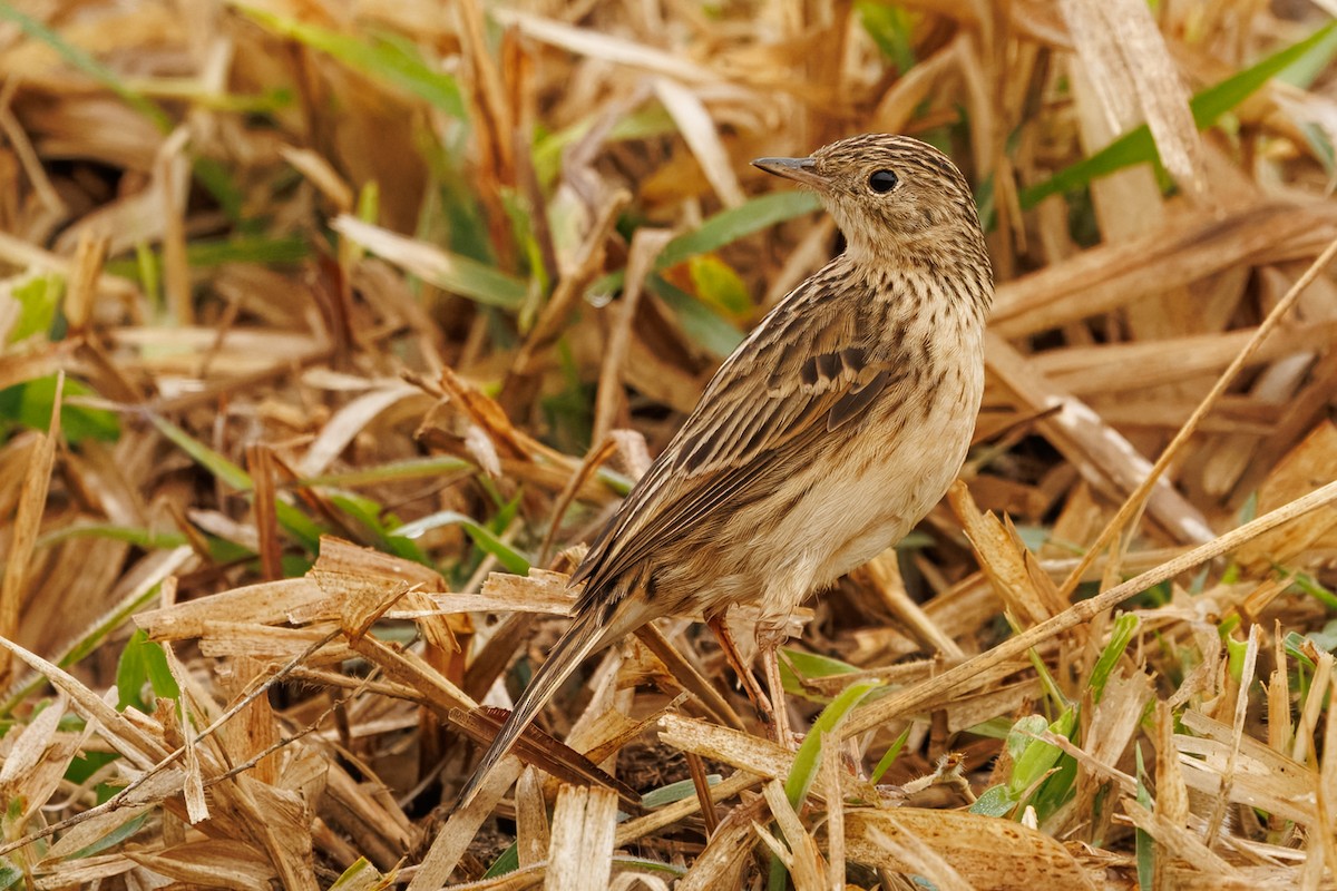 Pipit de Hellmayr - ML641142491