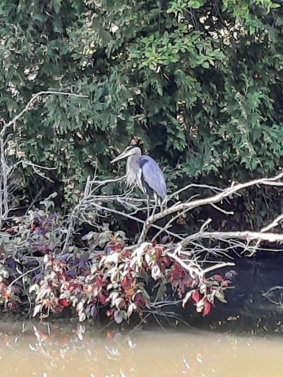 Great Blue Heron - ML641142500