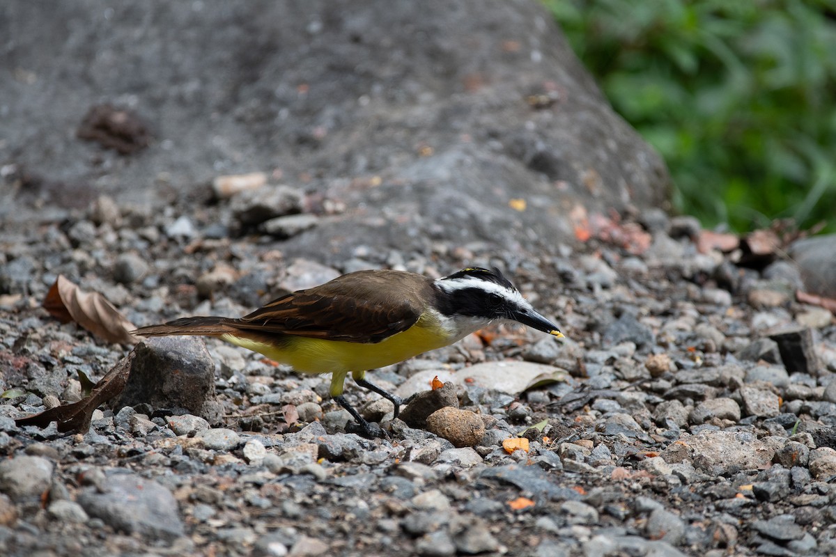 Great Kiskadee - ML641142508