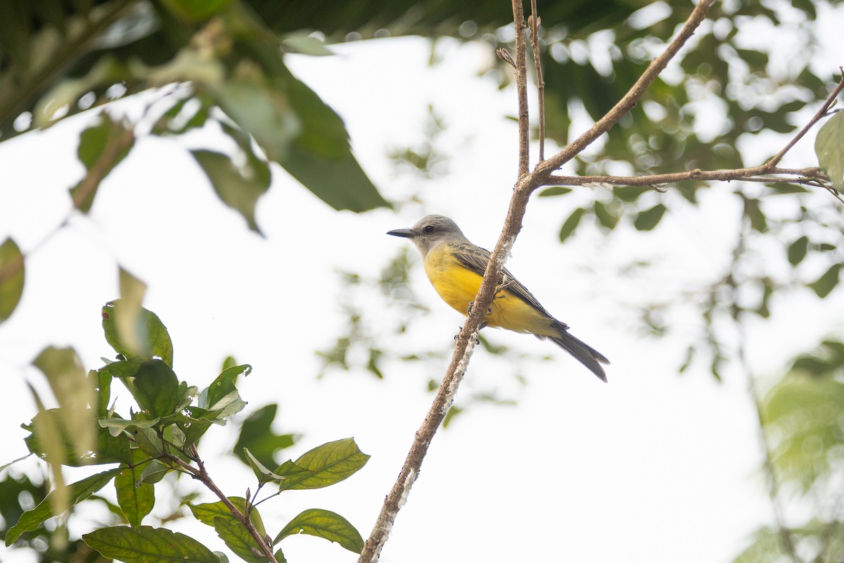 Tropical Kingbird - ML641142523