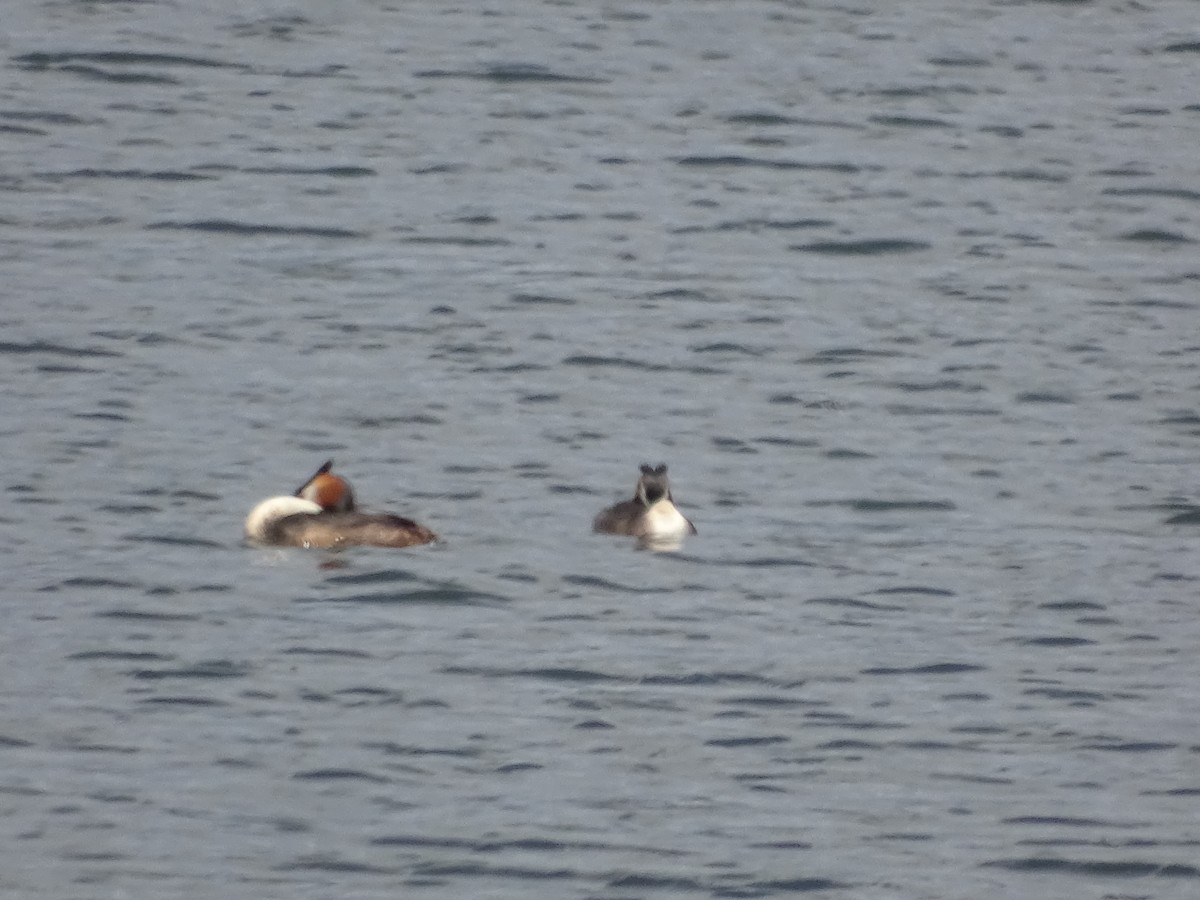 Great Crested Grebe - ML641142529