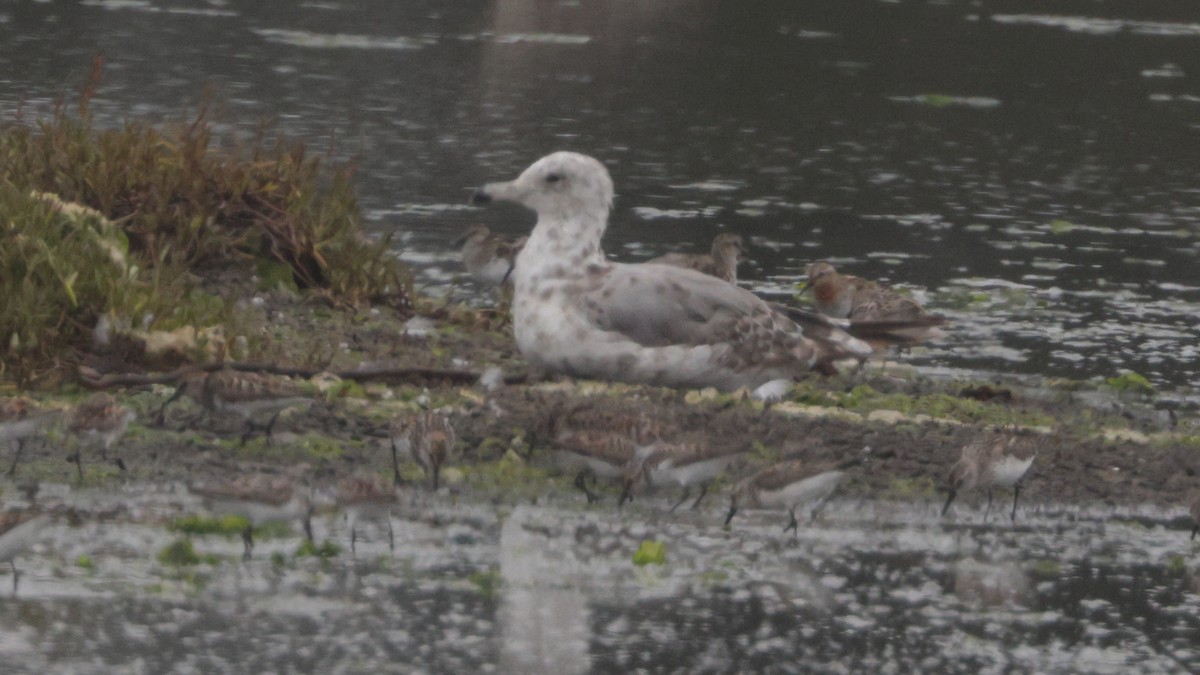 Шар түрүүт элсэг - ML641142540