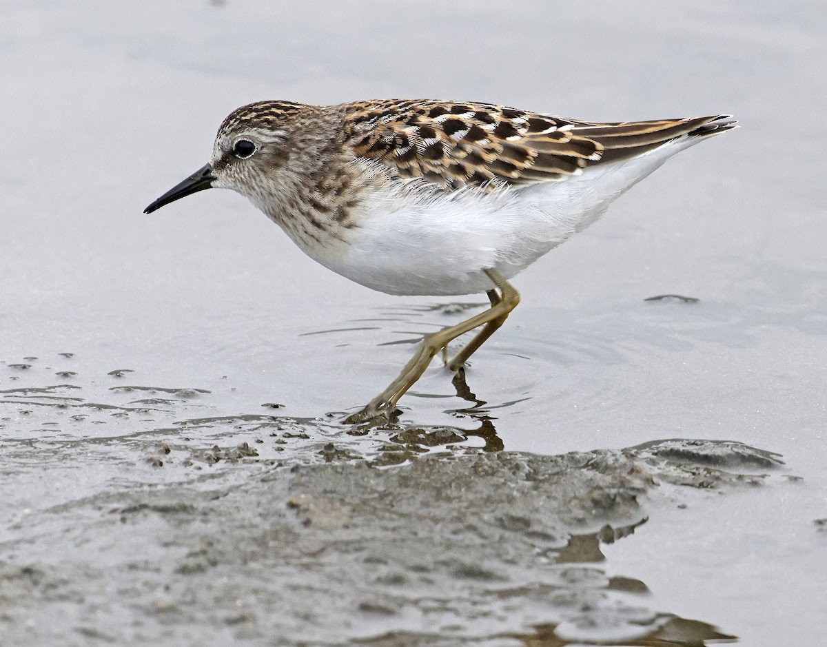 pygmésnipe - ML641142546