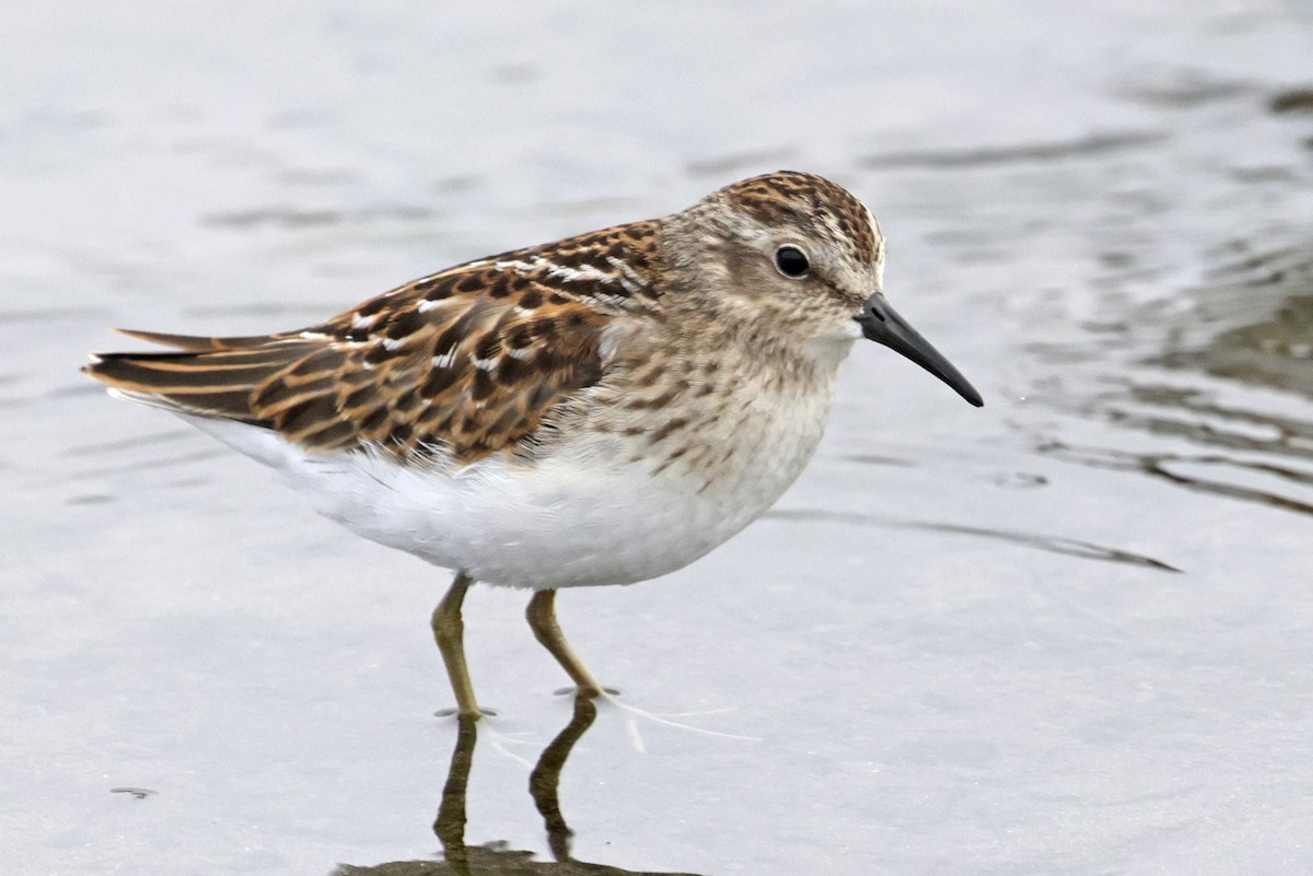 pygmésnipe - ML641142547