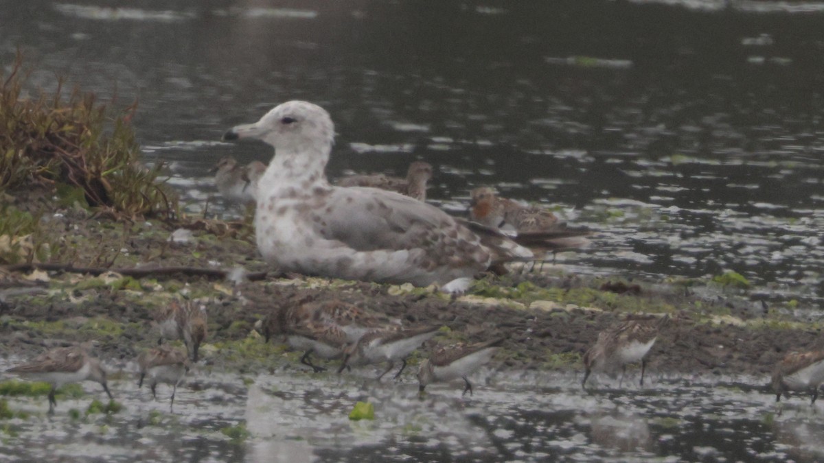 Шар түрүүт элсэг - ML641142548