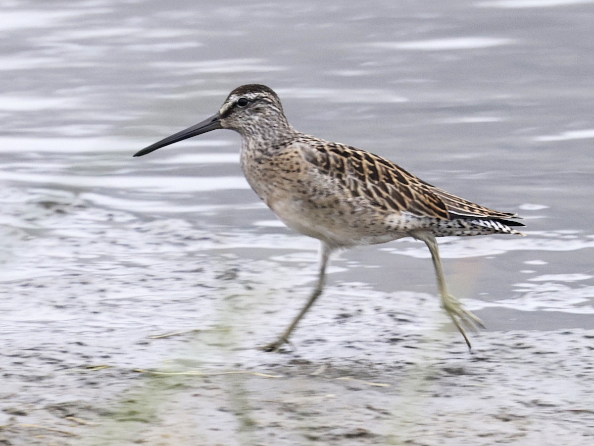 kortnebbekkasinsnipe - ML641142553