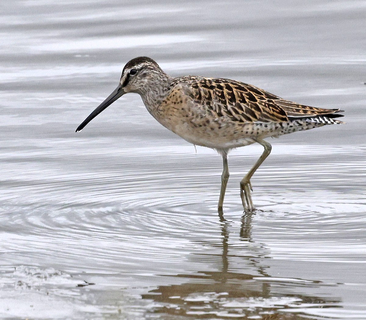 kortnebbekkasinsnipe - ML641142554
