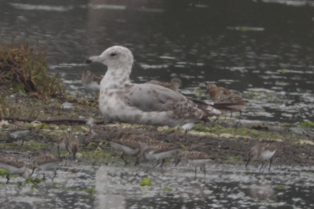 Шар түрүүт элсэг - ML641142559