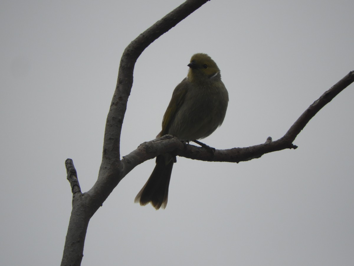 White-plumed Honeyeater - ML641142571