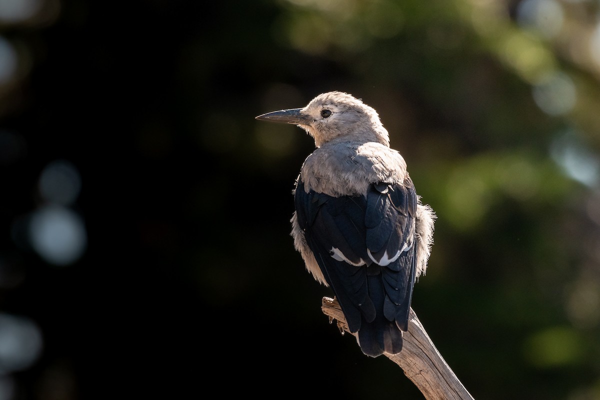 Clark's Nutcracker - ML641142597