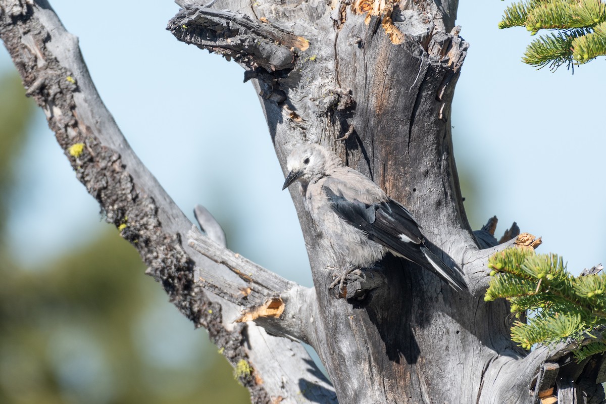 Clark's Nutcracker - ML641142598