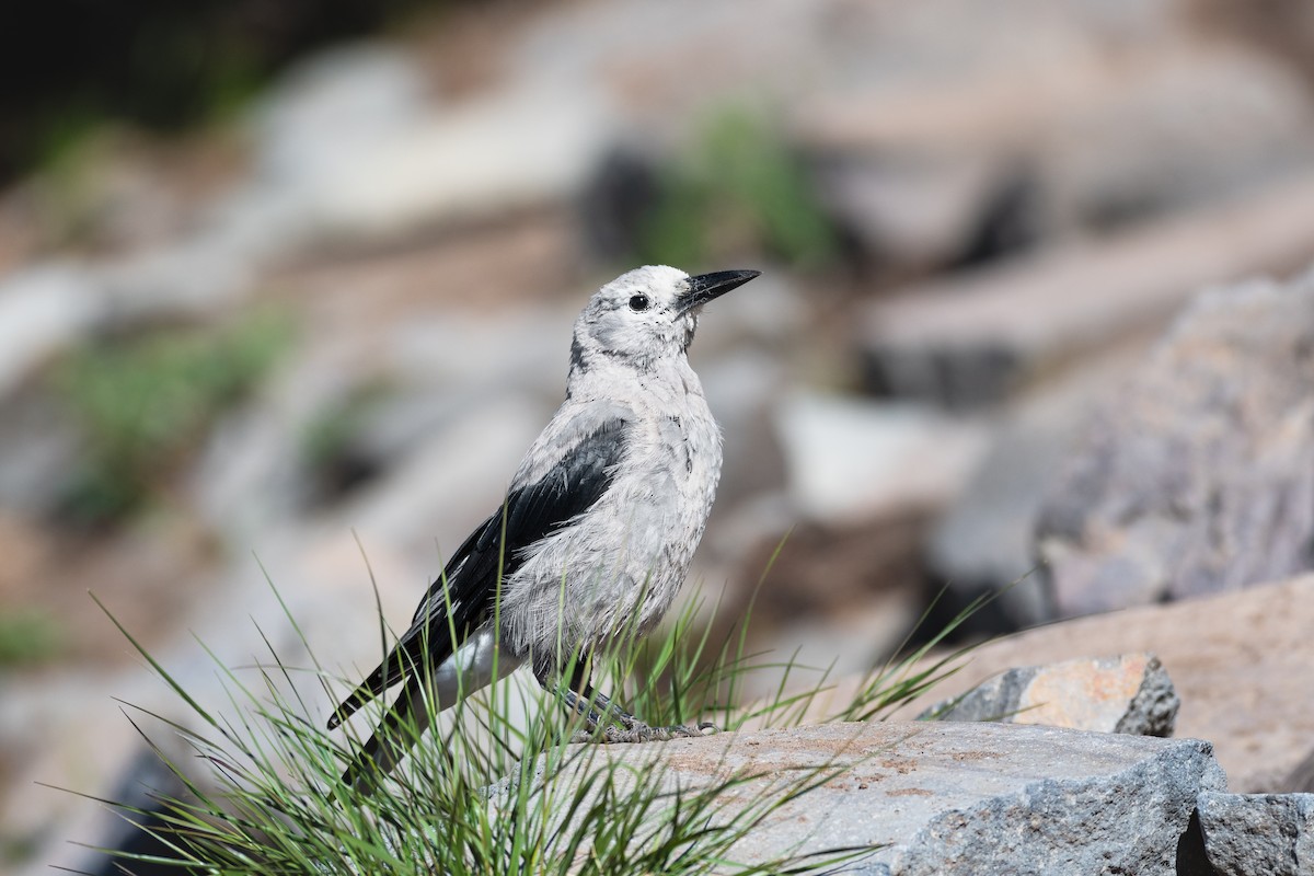Clark's Nutcracker - ML641142599