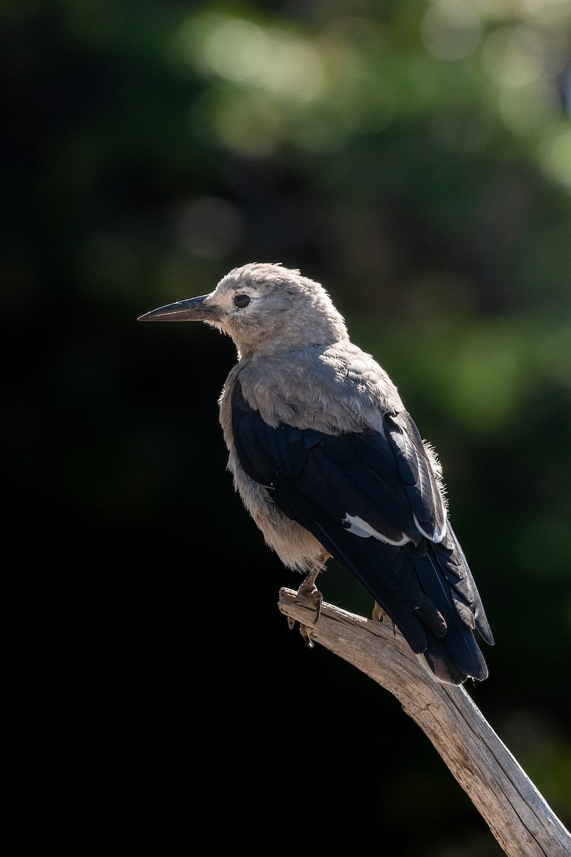 Clark's Nutcracker - ML641142600