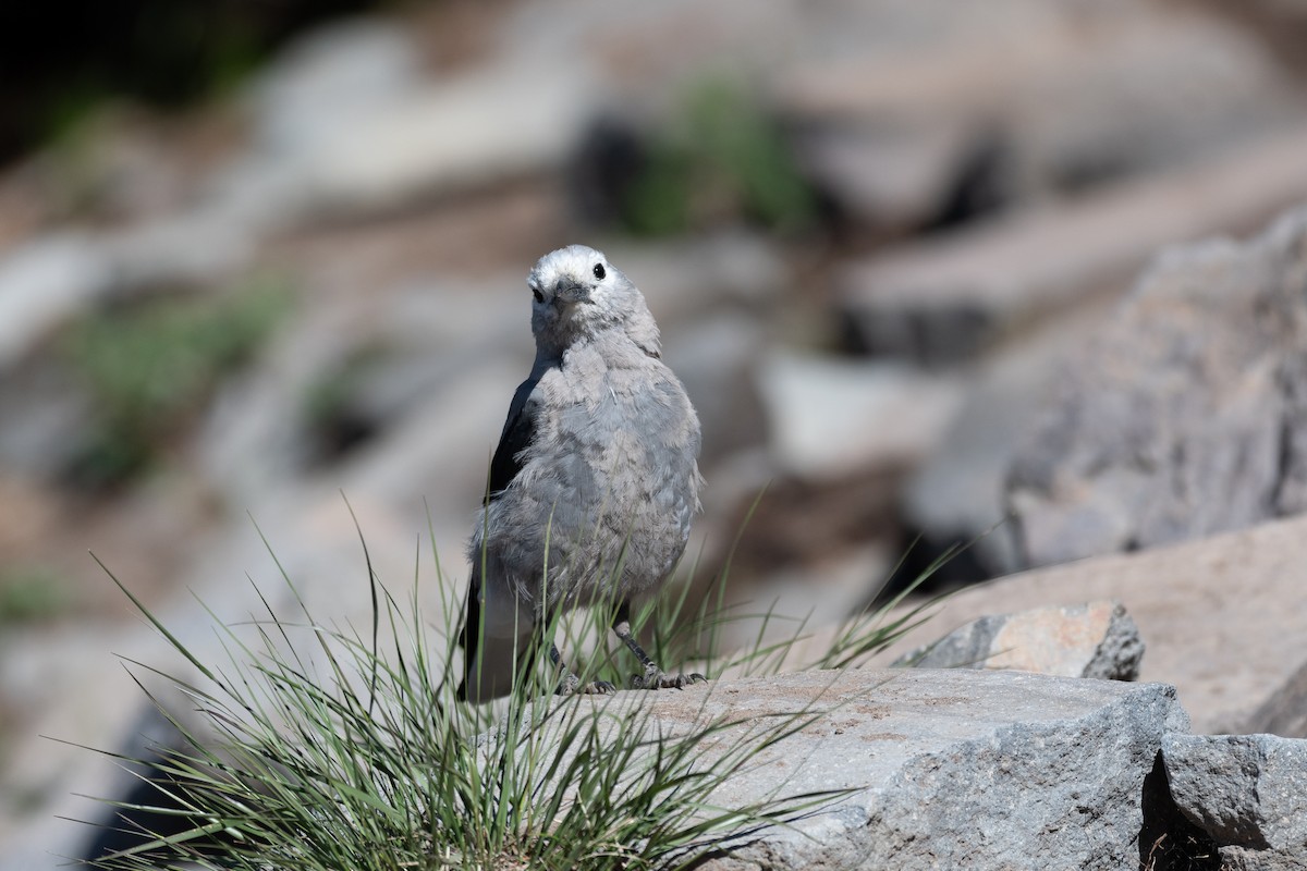 Clark's Nutcracker - ML641142601