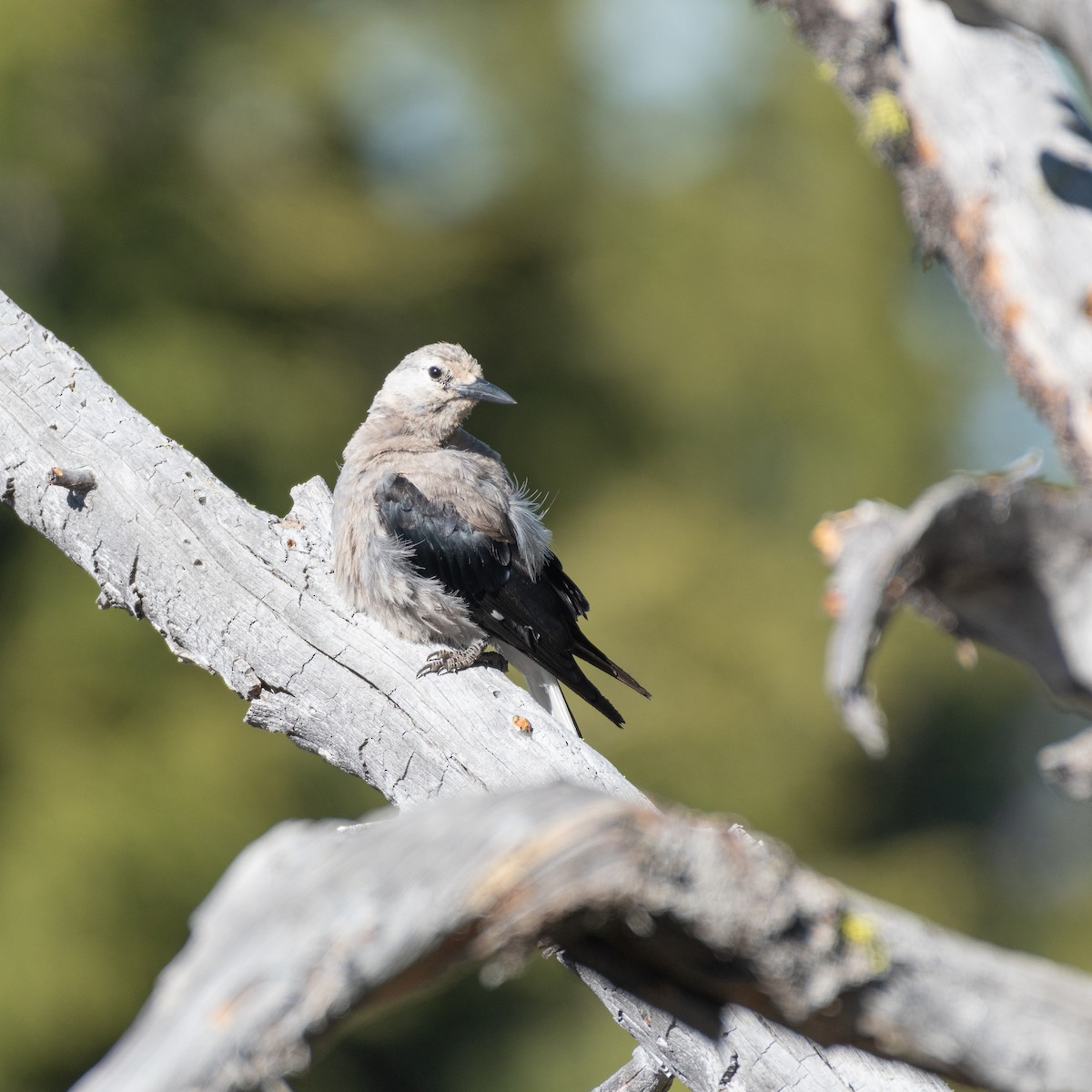 Clark's Nutcracker - ML641142604