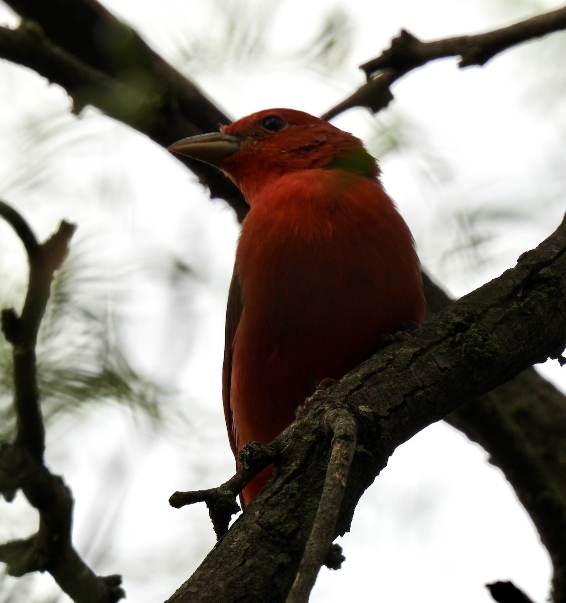 Summer Tanager - ML641142624