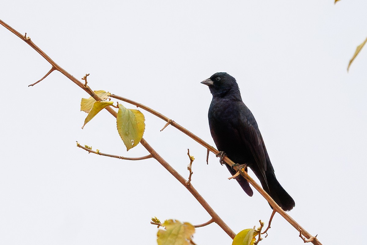 Screaming Cowbird - ML641142627