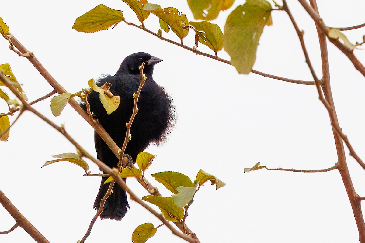 Screaming Cowbird - ML641142628