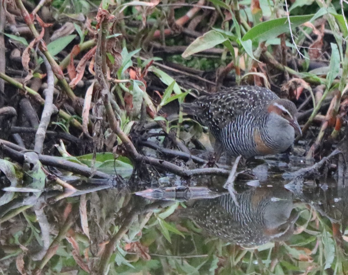 Buff-banded Rail - ML641142629