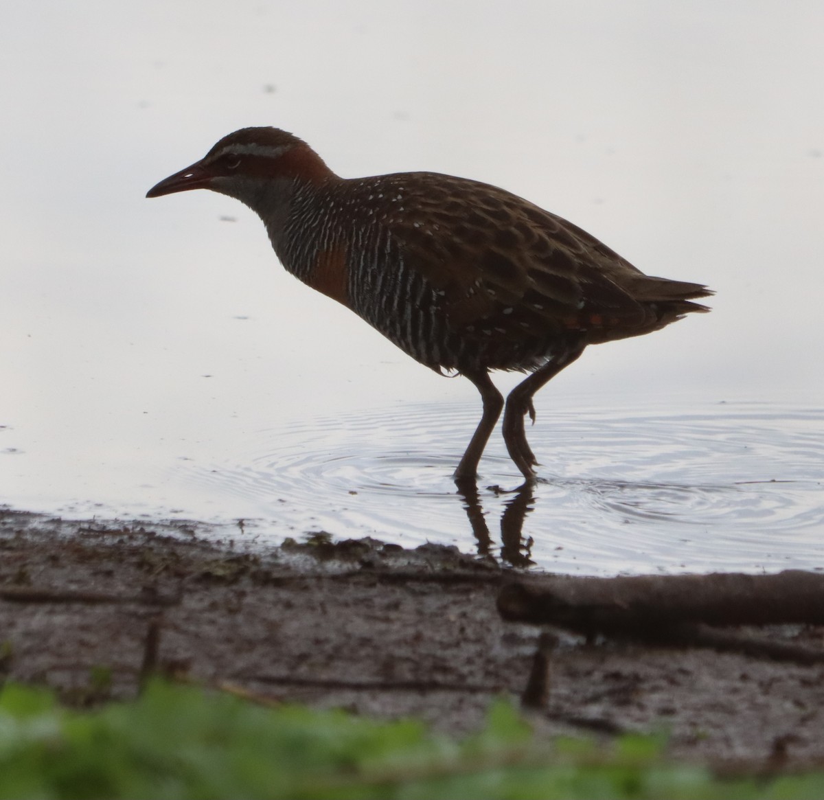 Buff-banded Rail - ML641142630