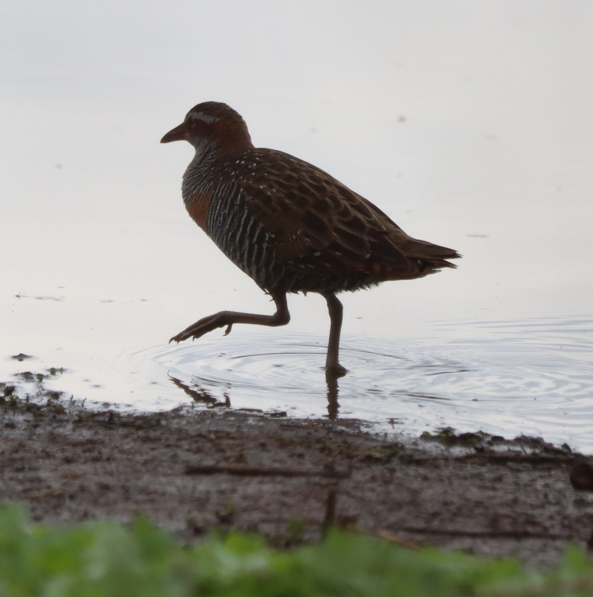 Buff-banded Rail - ML641142631