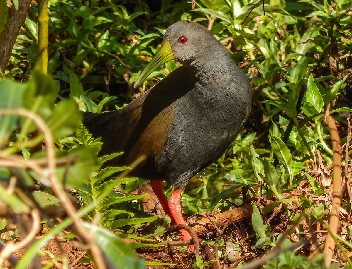 Blackish Rail - ML641142634