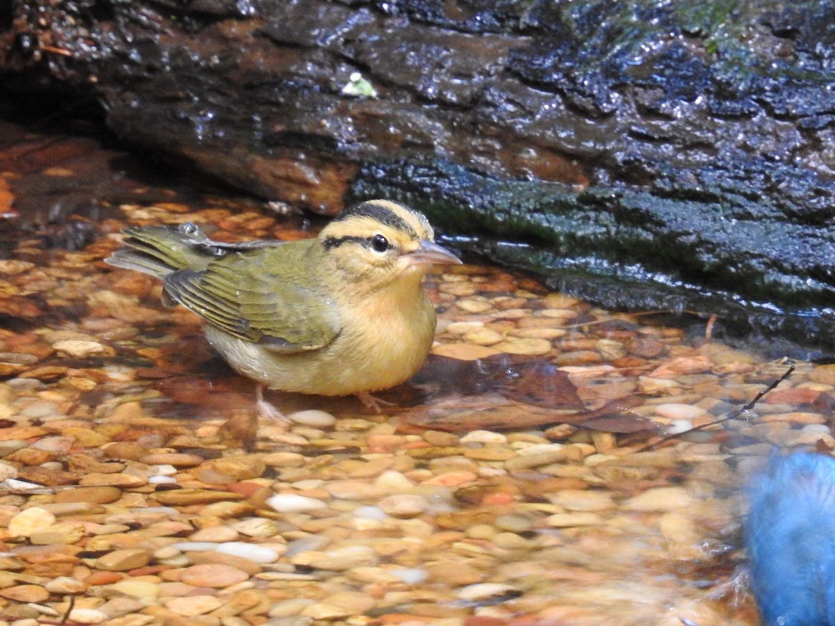 Worm-eating Warbler - ML641142663