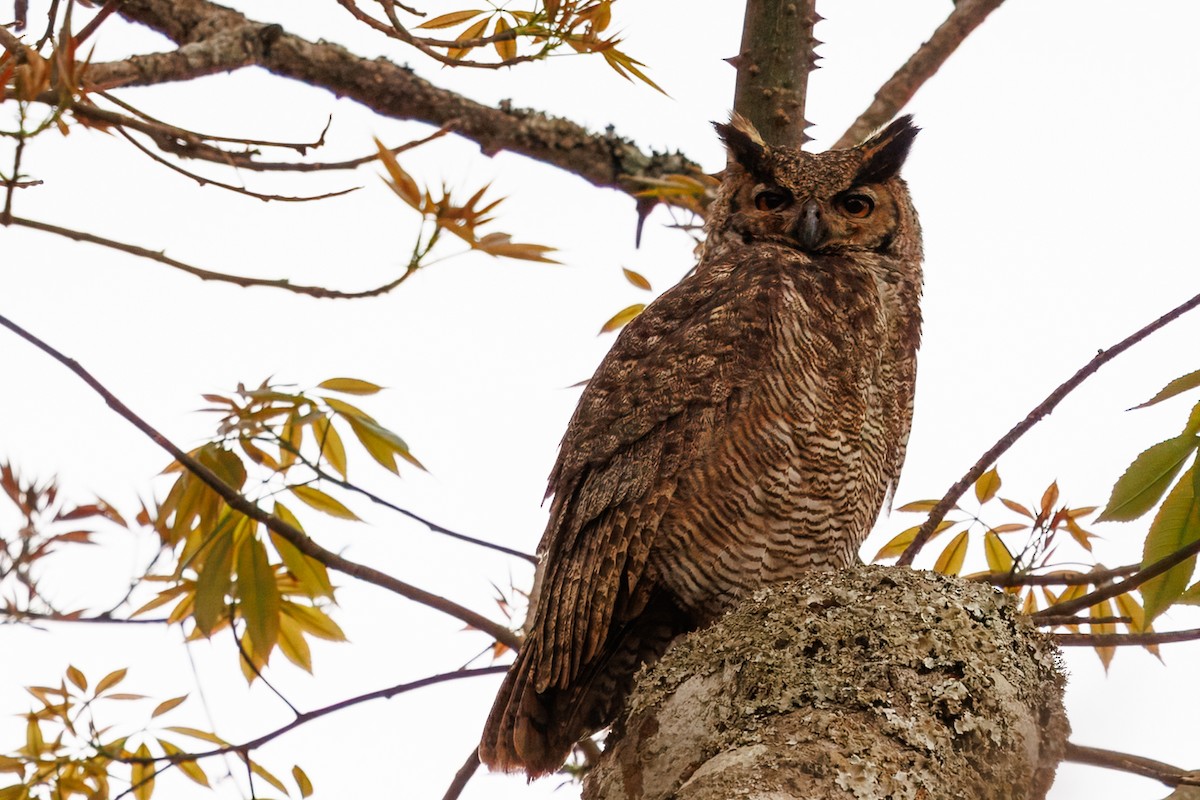 Great Horned Owl - ML641142668