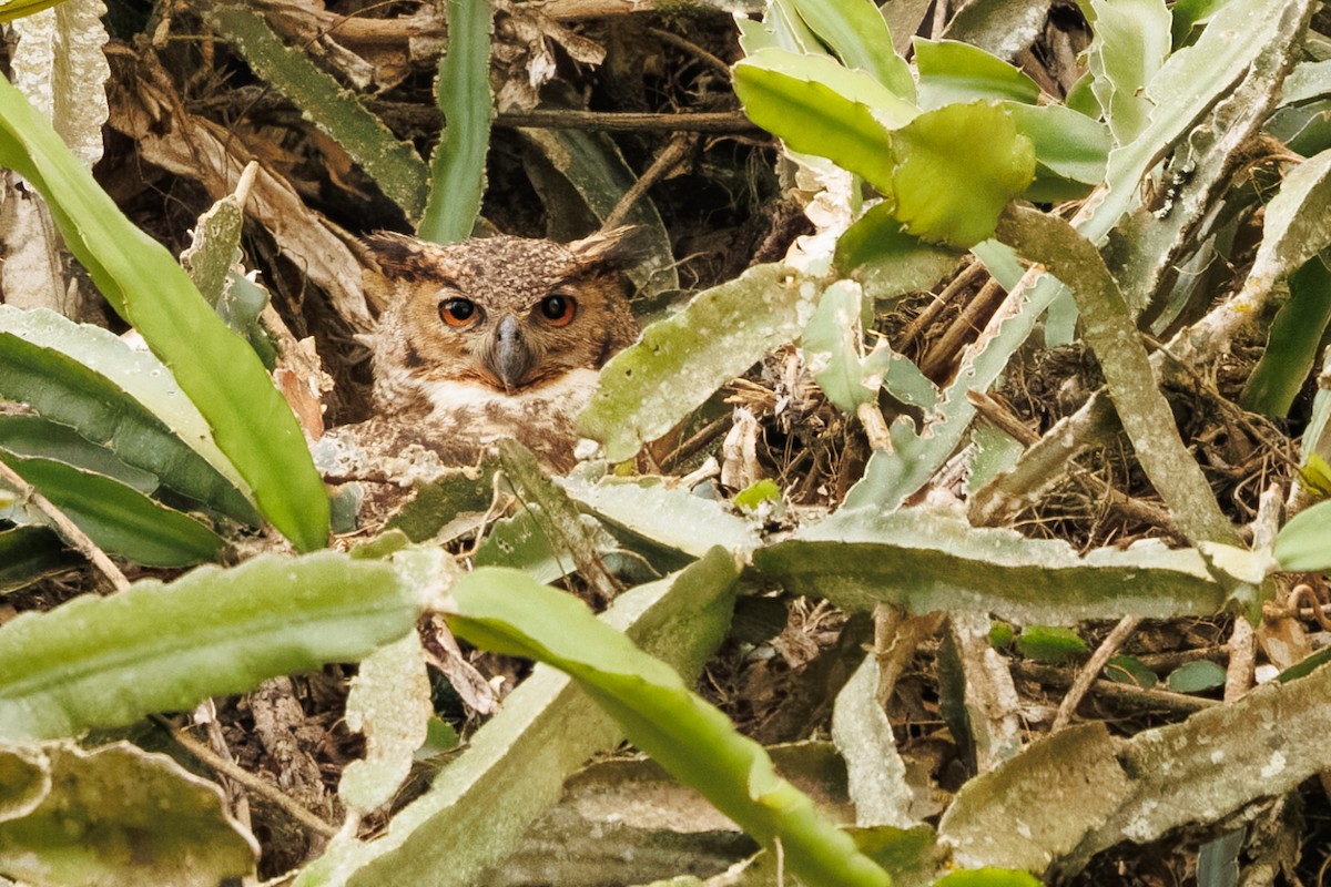 Great Horned Owl - ML641142669