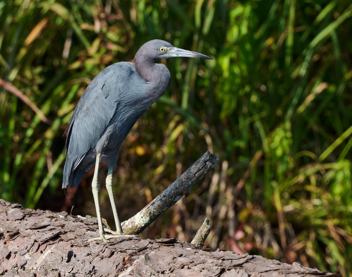 Little Blue Heron - ML641142677
