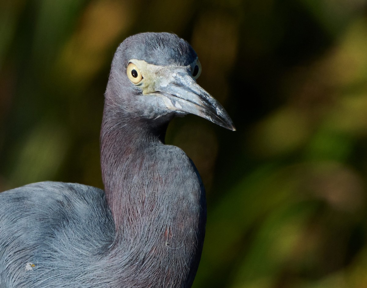 Little Blue Heron - ML641142678