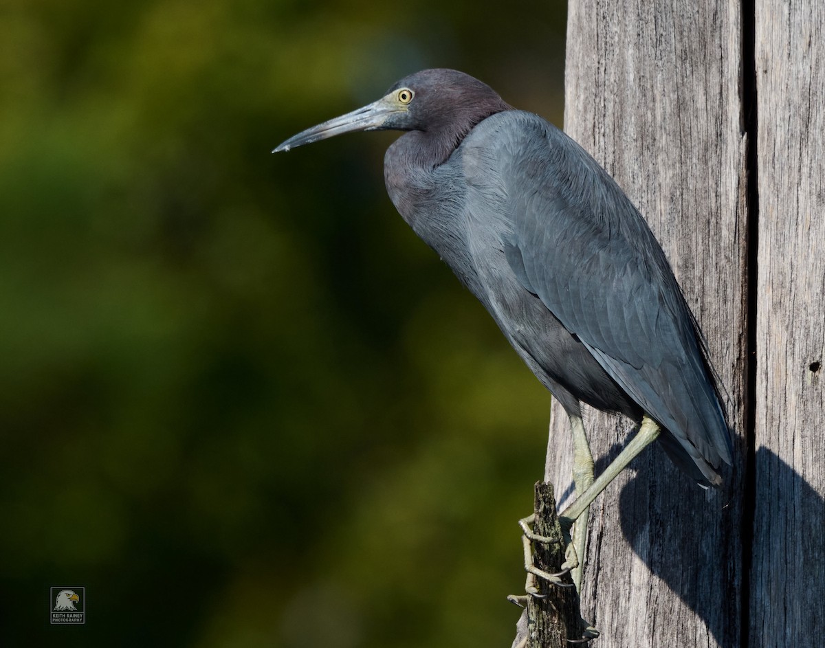 Little Blue Heron - ML641142679
