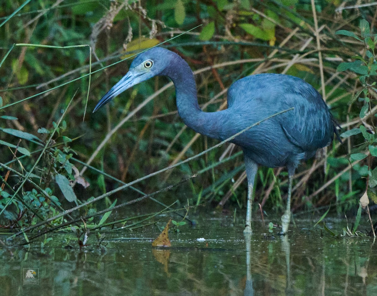 Little Blue Heron - ML641142680