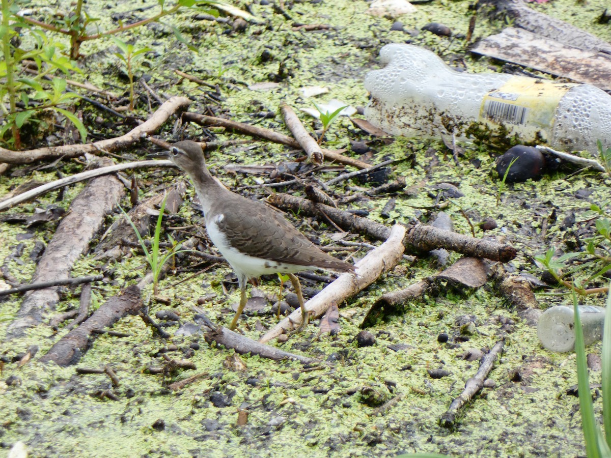 Spotted Sandpiper - ML641142689