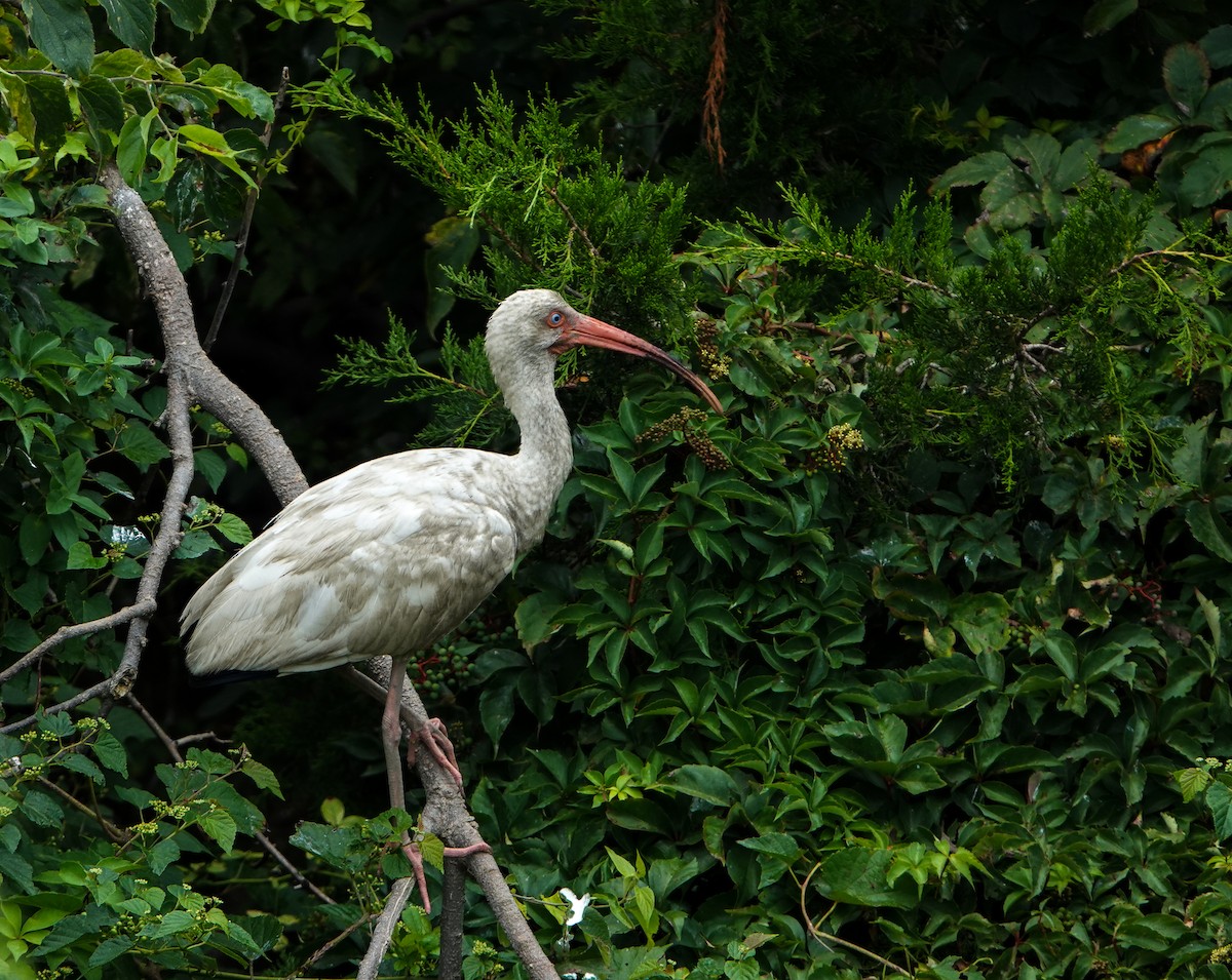 White Ibis - ML641142709